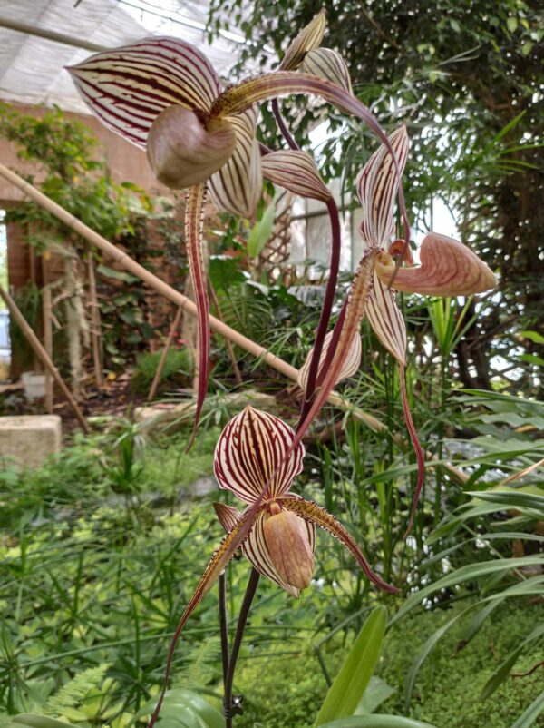 Paphiopedilum Saint Swithin – Image 2