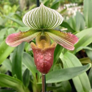 Paphiopedilum Yachiyo Lady