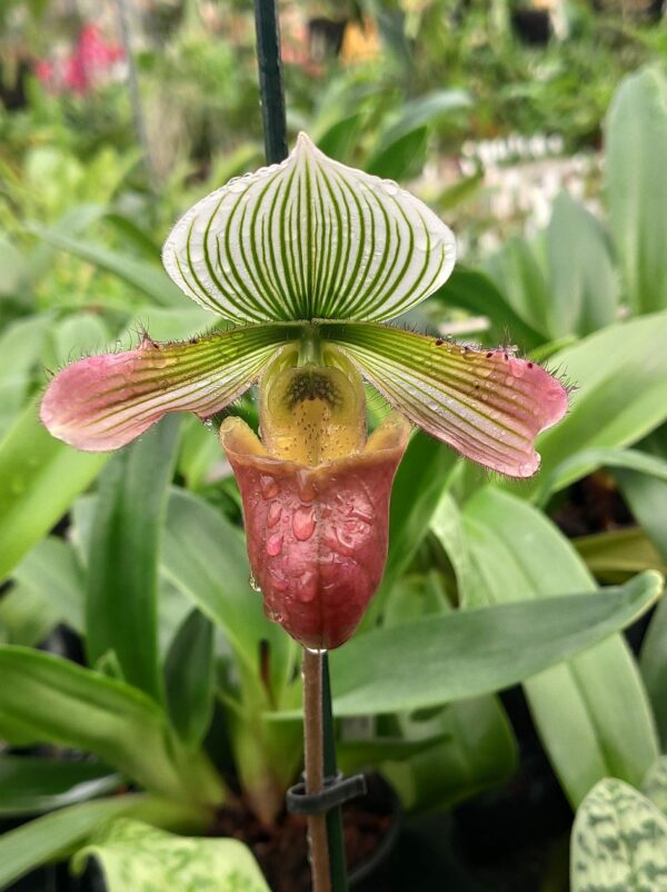 Paphiopedilum Yachiyo Lady