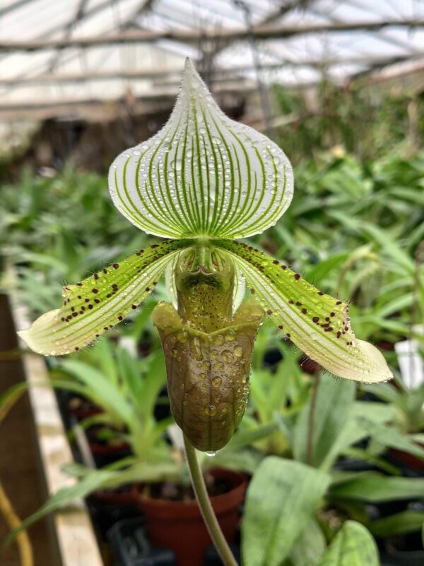 Paphiopedilum Yachiyo Lady – Image 2