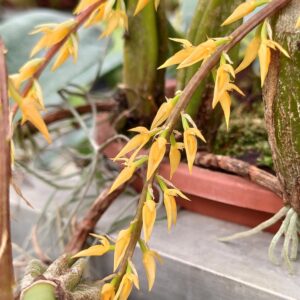 Bulbophyllum rufinum