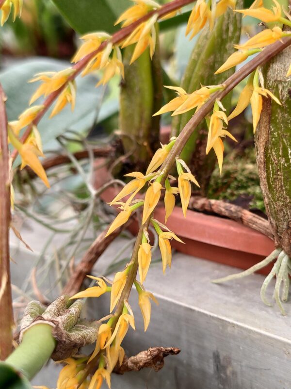 Bulbophyllum rufinum