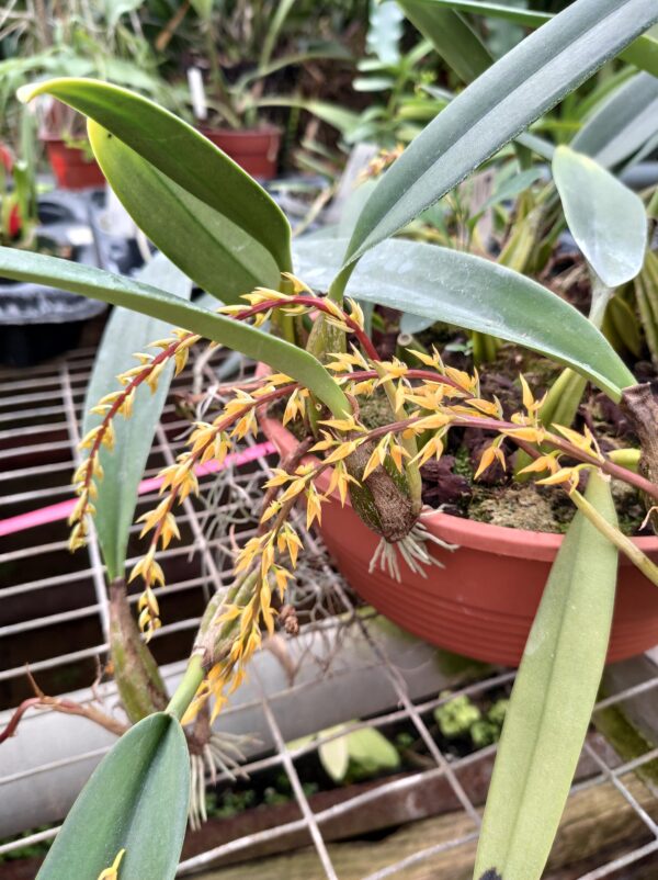 Bulbophyllum rufinum