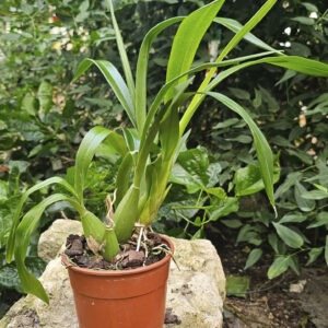 Oncidesa Lemon Heart