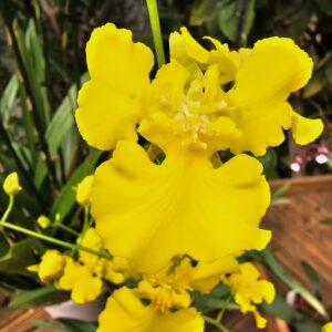 Oncidesa Lemon Heart