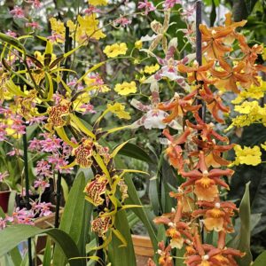 Floraisons du moment