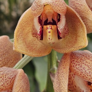 Acineta superba fleur
