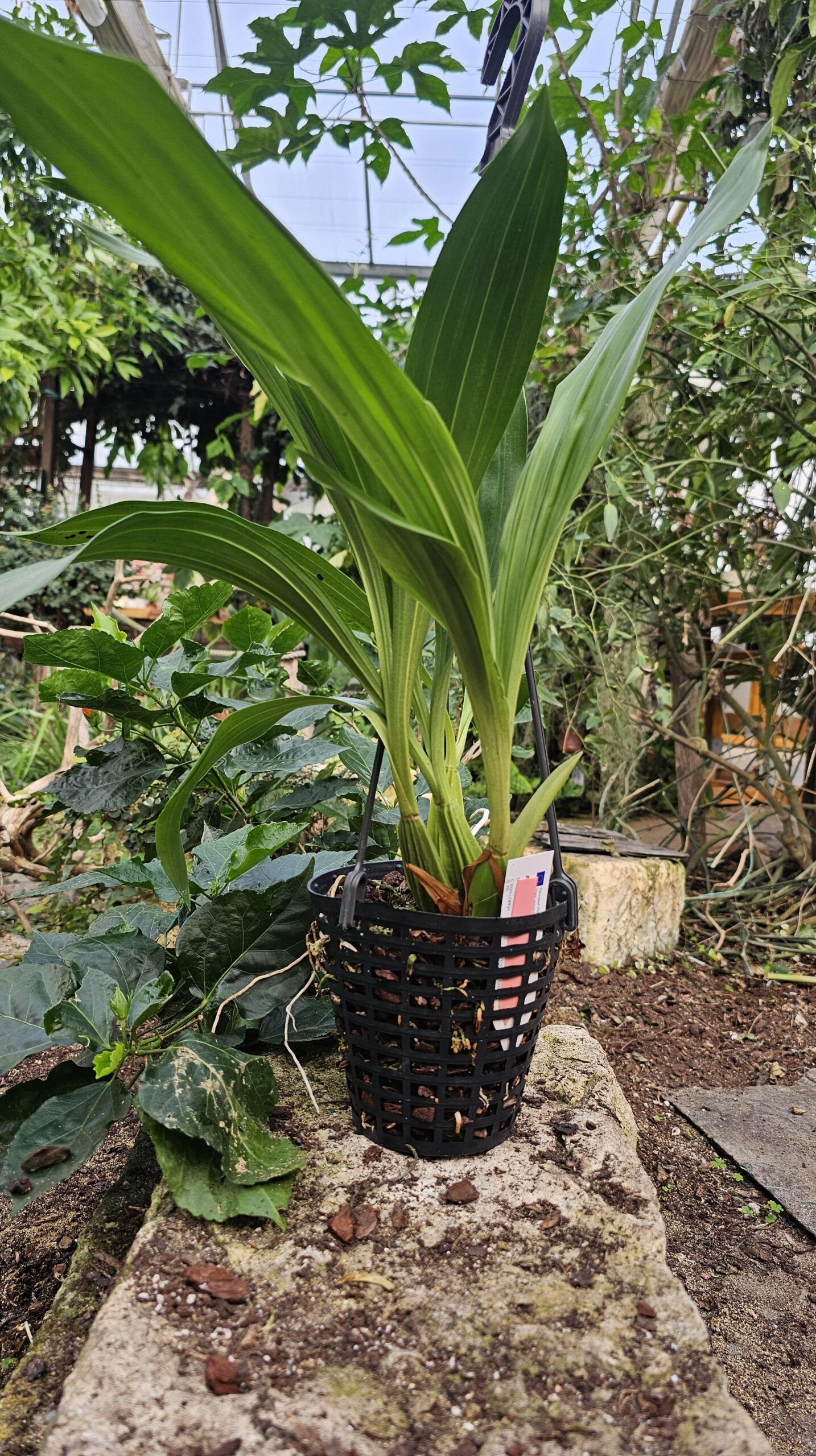 Acineta superba – Image 2