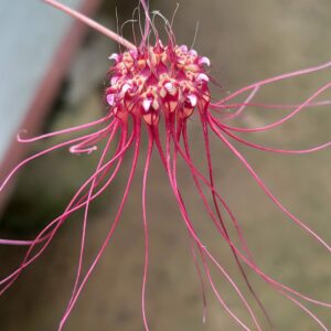 Bulbophyllum gracillimum