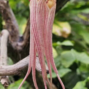 Bulbophyllum longissimum