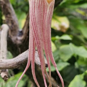 Bulbophyllum longissimum