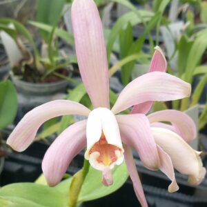 Cattleya forbesii 'Rosada Do Caliman'