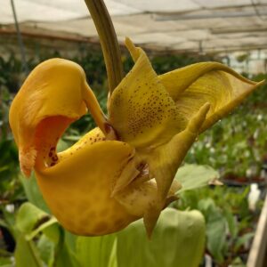 Coryanthes bruchmuelleri - Plante de taille à fleurir