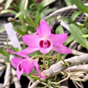Dendrobium parishii