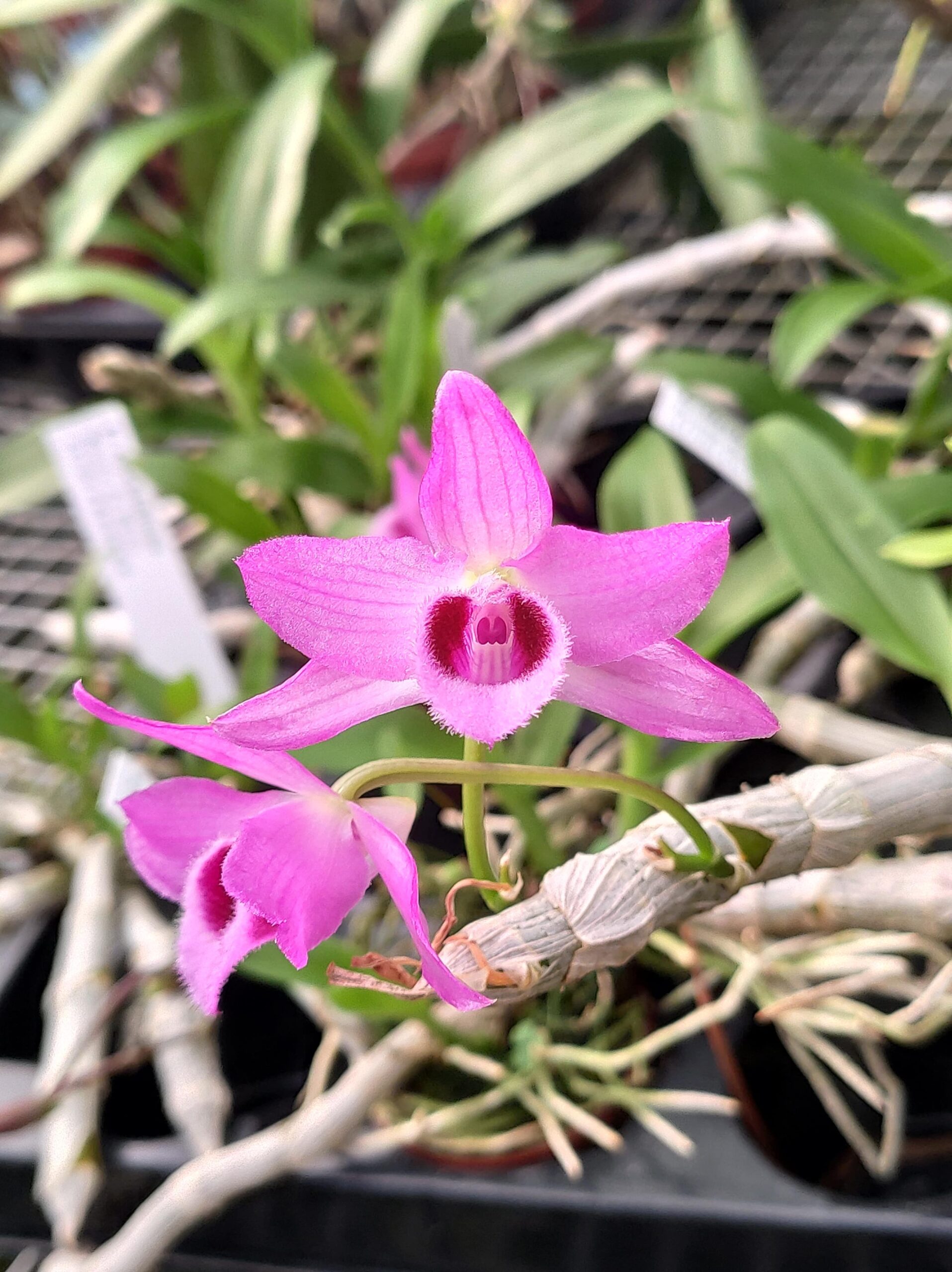Dendrobium parishii