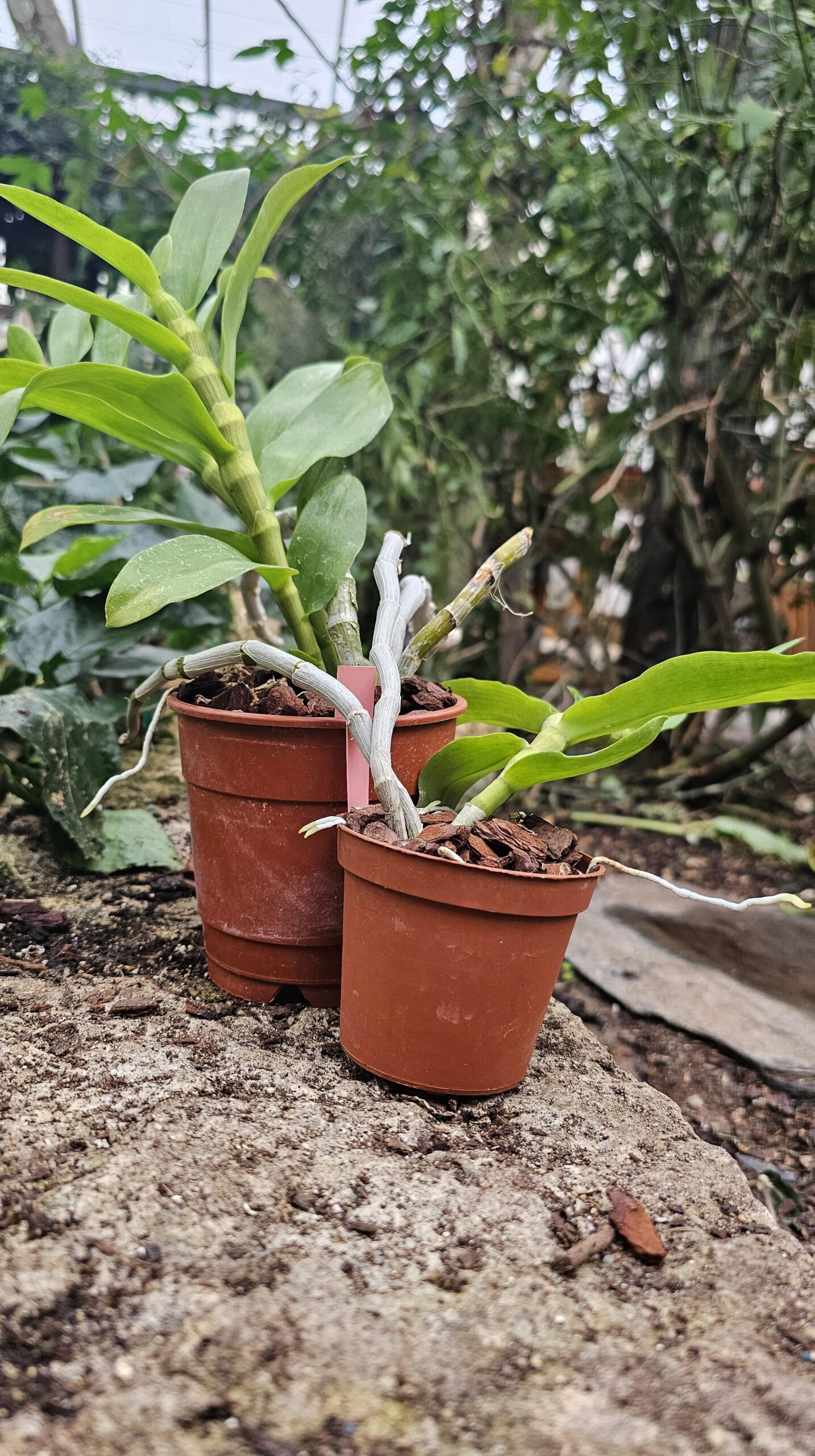 Dendrobium parishii – Image 3