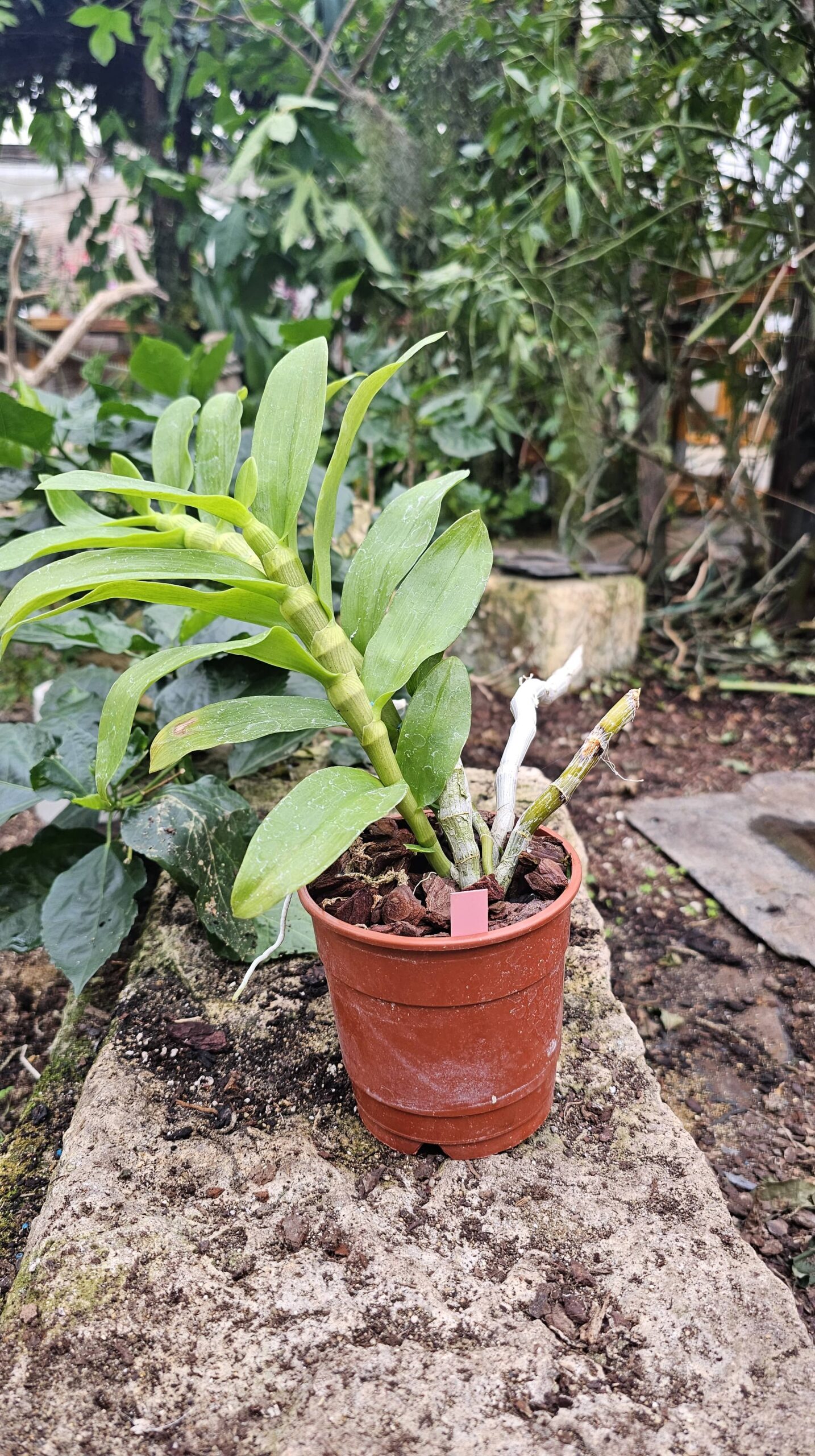 Dendrobium parishii – Image 2