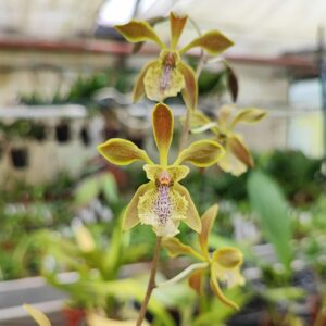 Encyclia ambigua