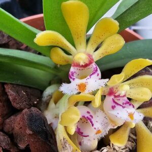 Gastrochilus obliquus