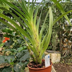 Grammatophyllum speciosum