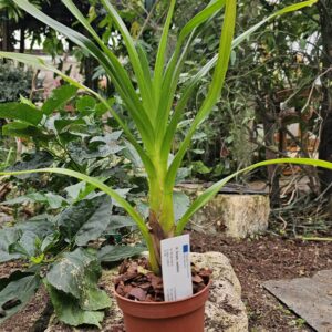 Grammatophyllum wallisii