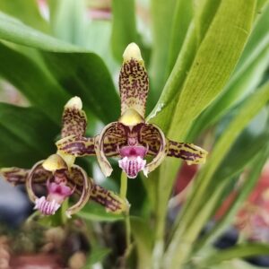 Orchidées botaniques