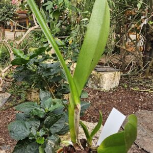 Laelia purpurata rubra 'Toni' x 'Chasley'