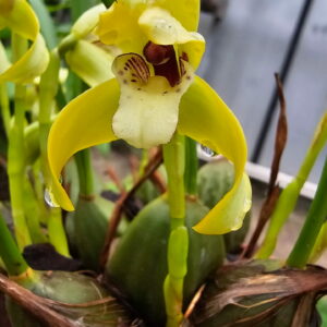 Maxillaria porphyrostele