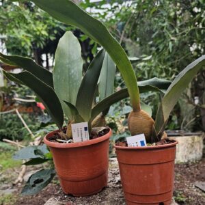 Oncidium phymatochilum