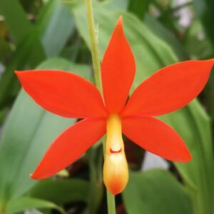 Prosthechea vitellina