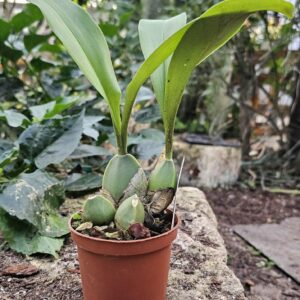 Rossioglossum Jakob Jenny