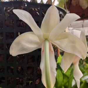 Stanhopea grandiflora
