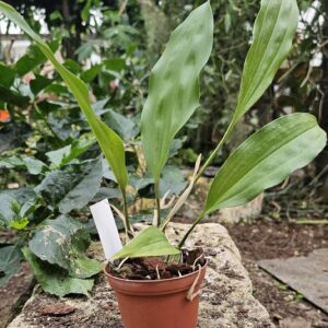 Stanhopea graveolens