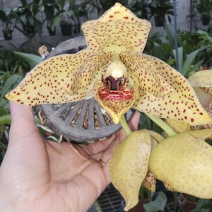 Stanhopea guttulata x Acineta superba