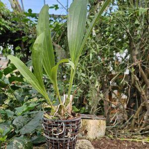 Stanhopea guttulata x Acineta superba