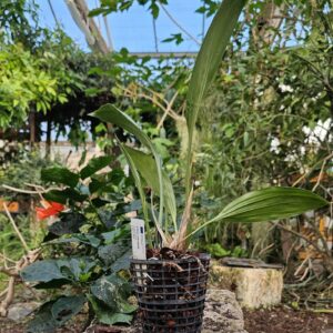 Stanhopea intermedia