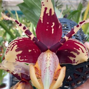 Stanhopea tigrina var.nigroviolacea