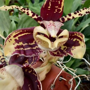 Stanhopea tigrina x tigrina nigroviolacea 'Apulco'