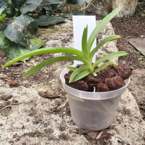 Vanda cristata x Ascocentrum ampullaceum aurantiacum - Plante de taille à fleurir dans 3 ans