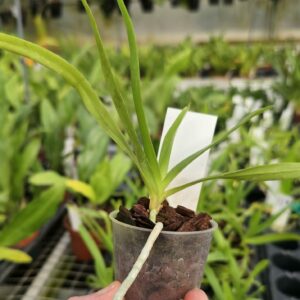 Vanda tricolor x V.brunnea