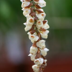 Coelogyne imbricata - Plante adulte