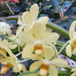 Holcostyllis Ms Sunlight x Ascocentrum aurantiacum