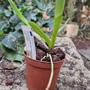 Laelia purpurata var.Roxo-Bispo 'Sao Jorge' x '#1'