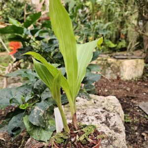 Lycaste (Shonan Harmony x Auburn)