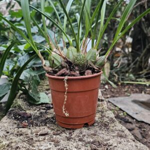 Maxillaria porphyrostele