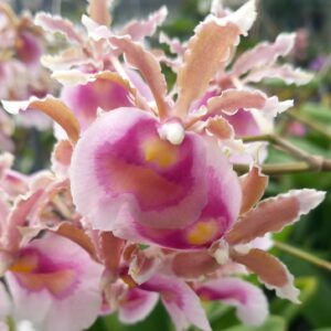 Miltonia warszewiczii