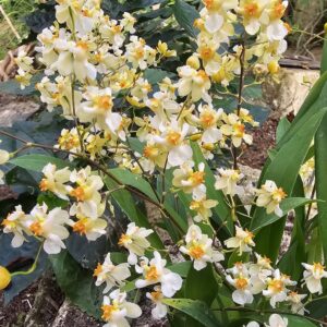 Oncidium Twinkle Pearl