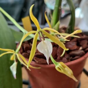 Prosthechea brassavolae