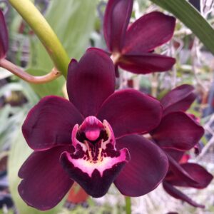 fleur cymbidium kiwi midnight geyserland