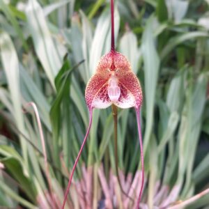 Fleur Dracula astuta